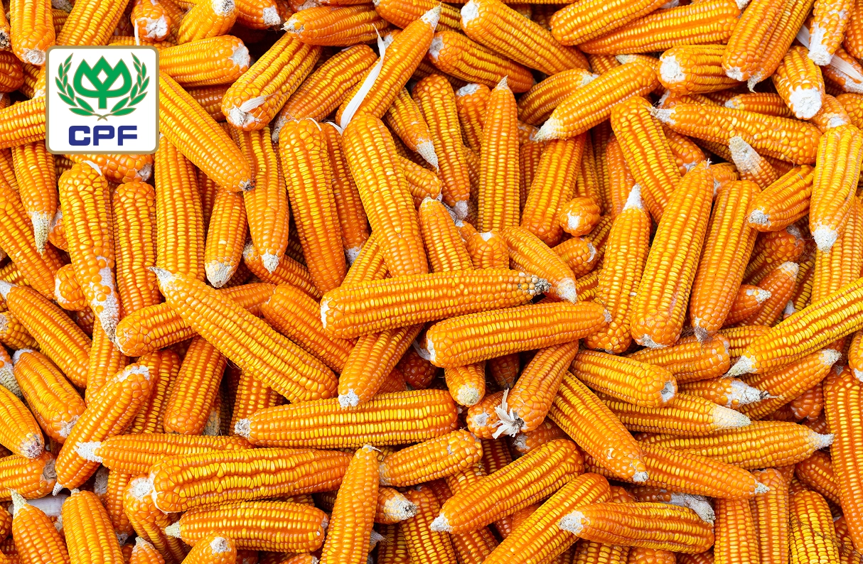 แผนผังเว็บไซต์