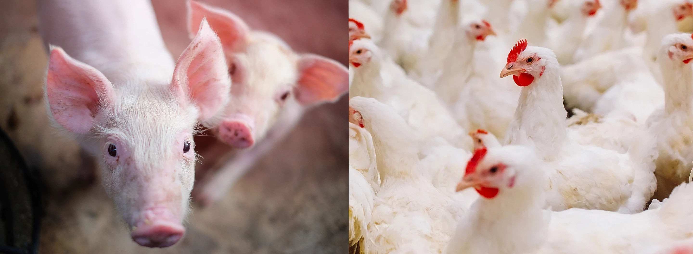 สวัสดิภาพสัตว์