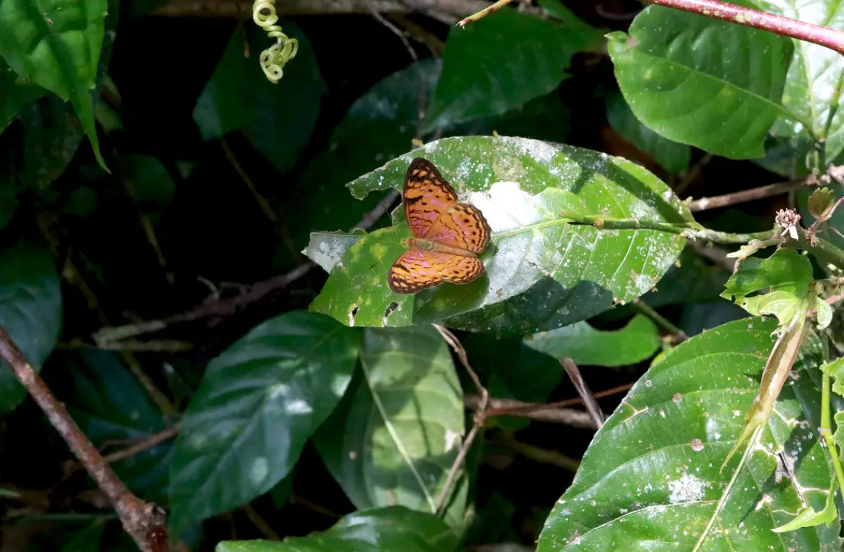 Biodiversity Conservation