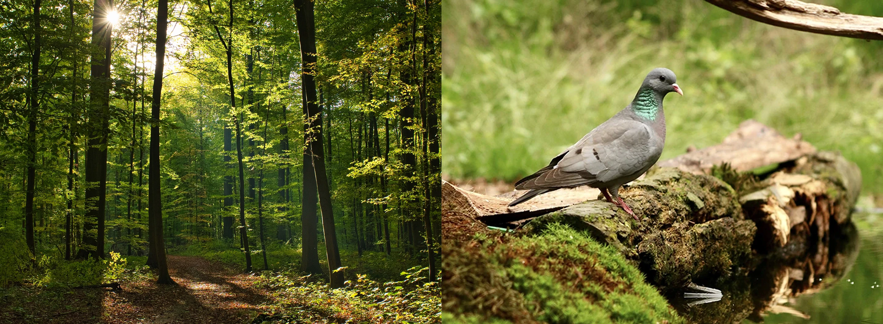 การประเมินผลกระทบด้านความหลากหลายทางชีวภาพ