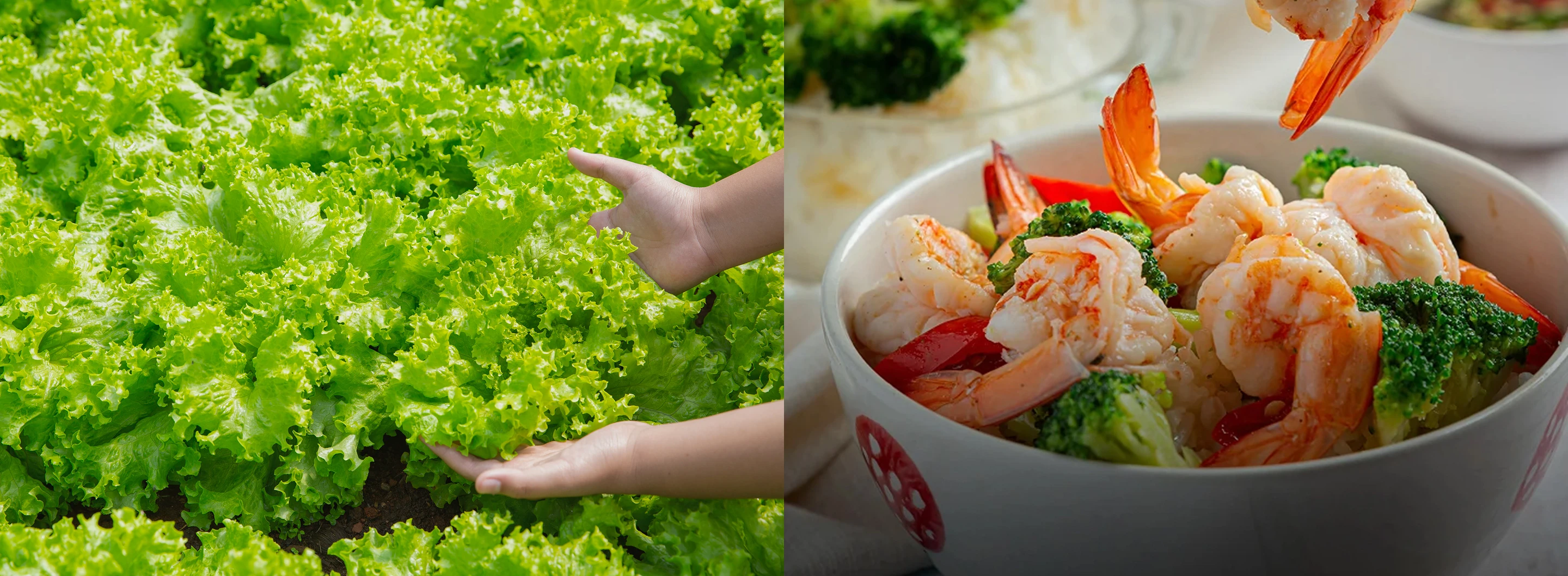 Nutrition and Health