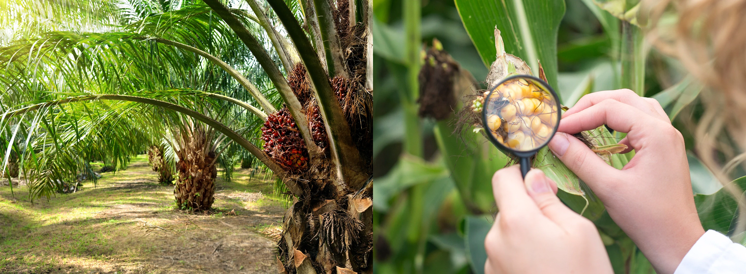 การตรวจสอบย้อนกลับในห่วงโซ่อุปทาน