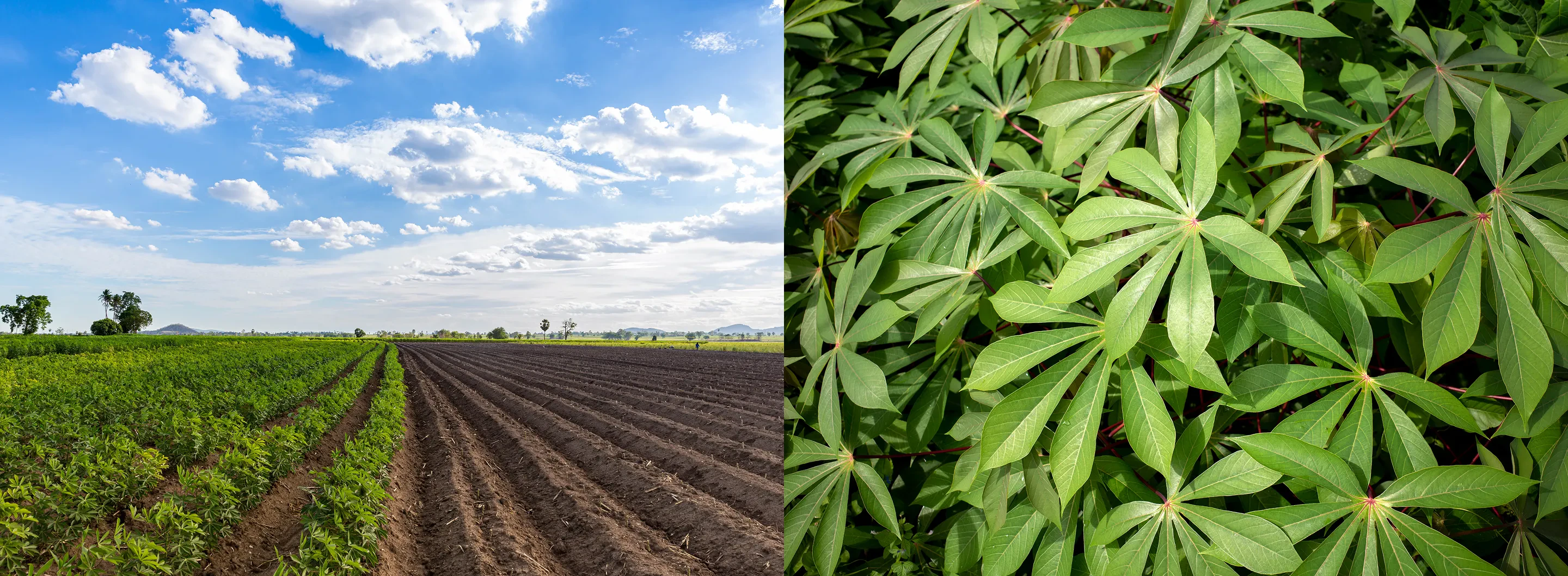 การจัดหาวัตถุดิบอย่างยั่งยืน