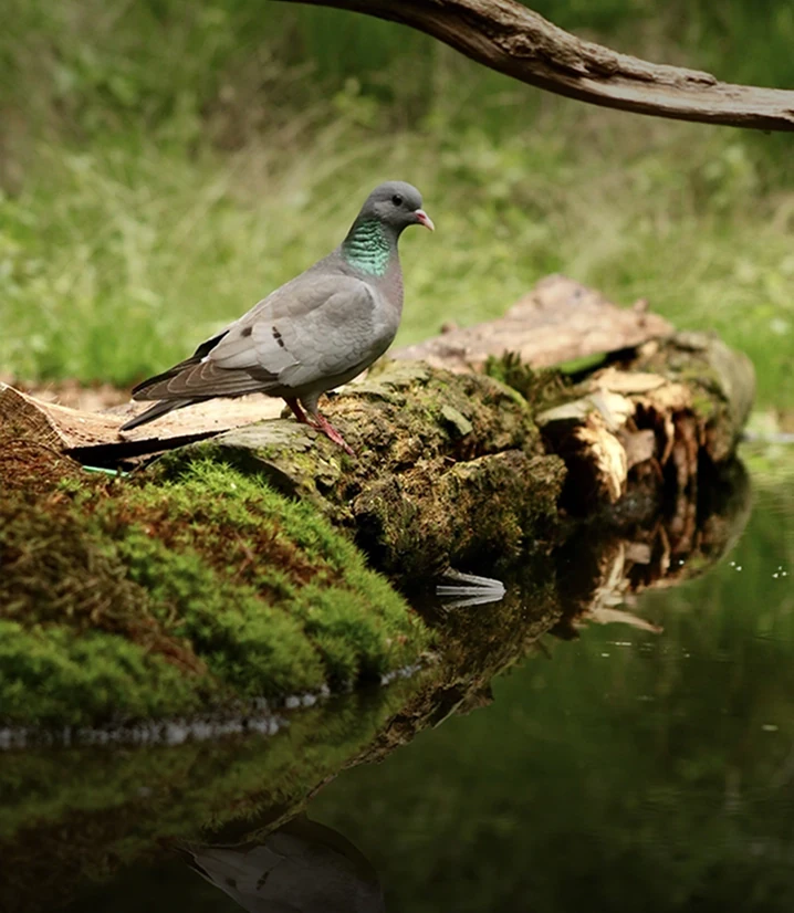 Biodiversity Impact Assessment