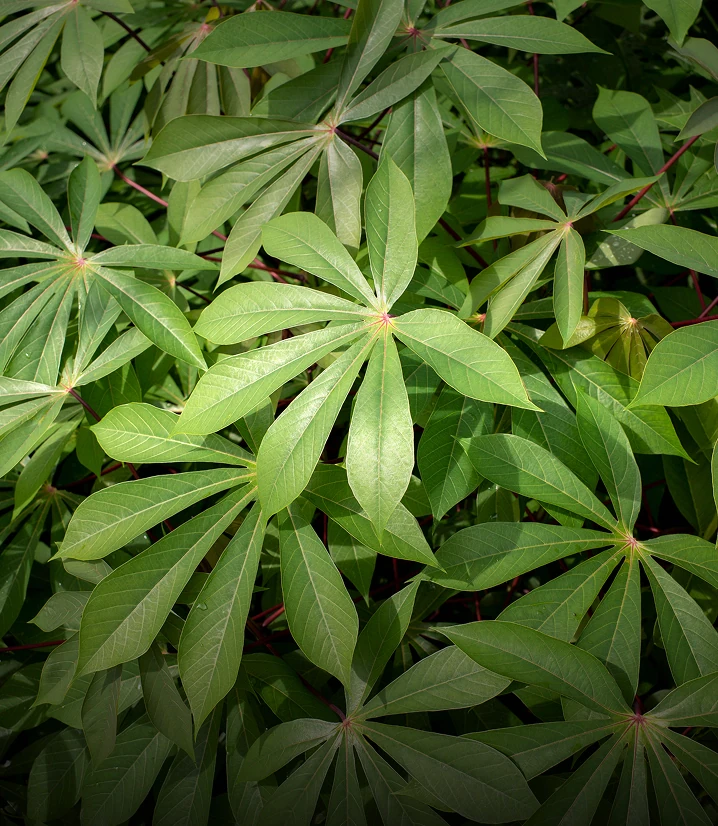 Sustainable Sourcing