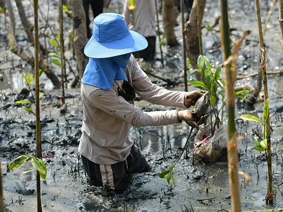 CPF Grow-Share-Protect Mangrove Project