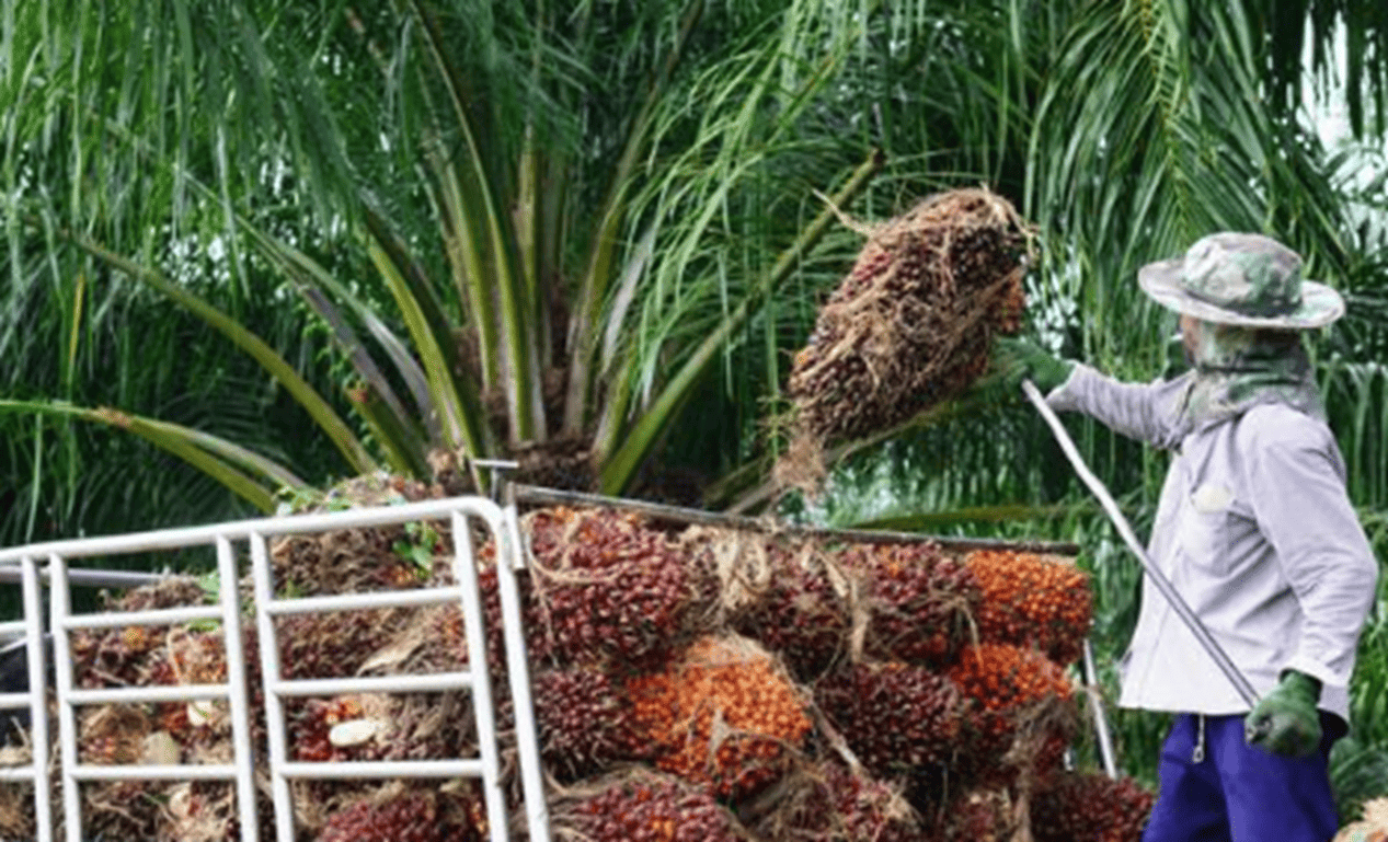Palm Oil Traceability System in the Animal Feed Business in Thailand